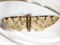 Pinion-spotted Pug